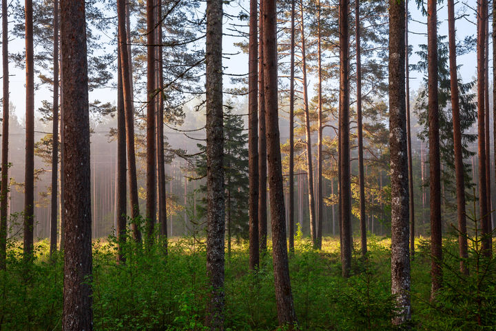 Behind the trees - by Liina Prohhorov